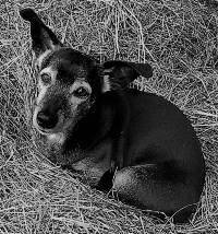 Hund Vorlagen Foto, liegender kleiner Hund im Gras